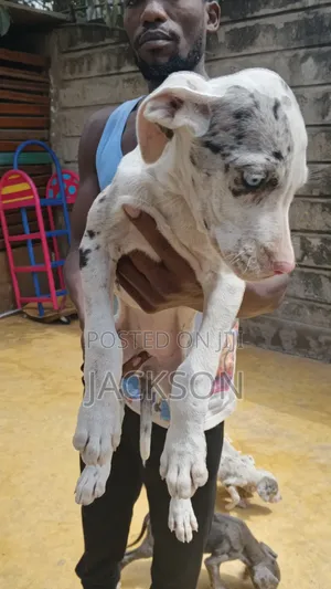1-3 months Female Purebred Great Dane