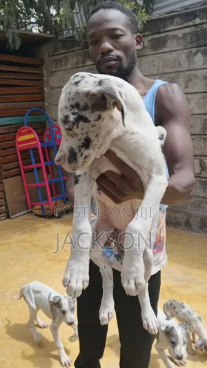 1-3 months Female Purebred Great Dane