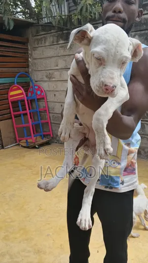 1-3 months Female Purebred Great Dane