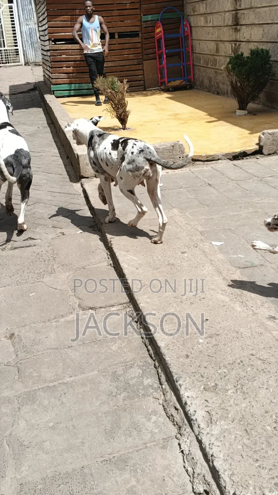 1-3 months Female Purebred Great Dane