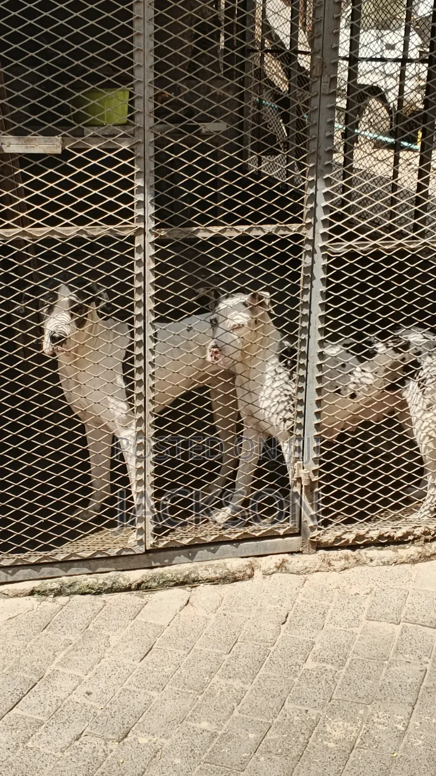1-3 months Female Purebred Great Dane