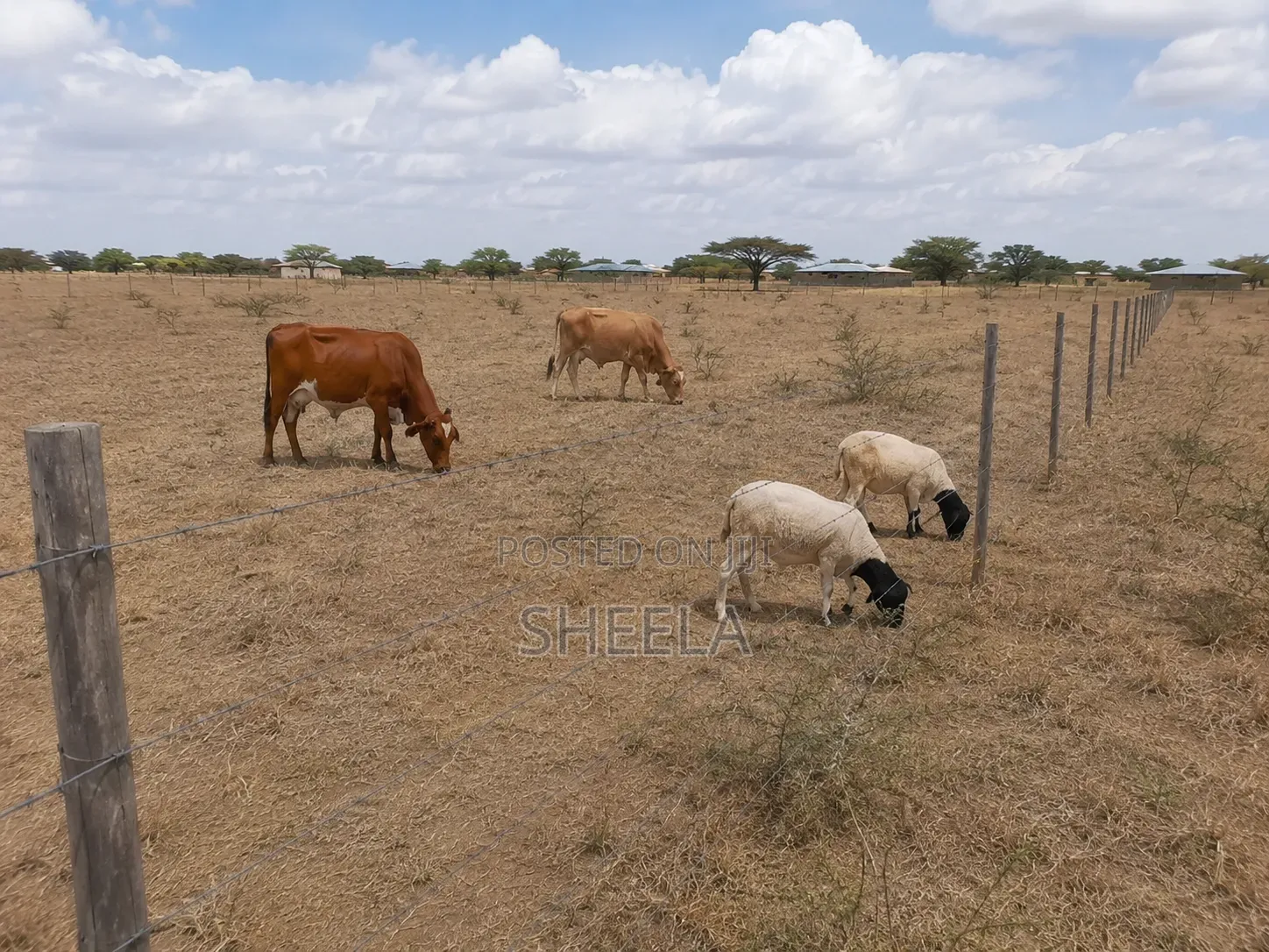 Sholinke Land for Sale