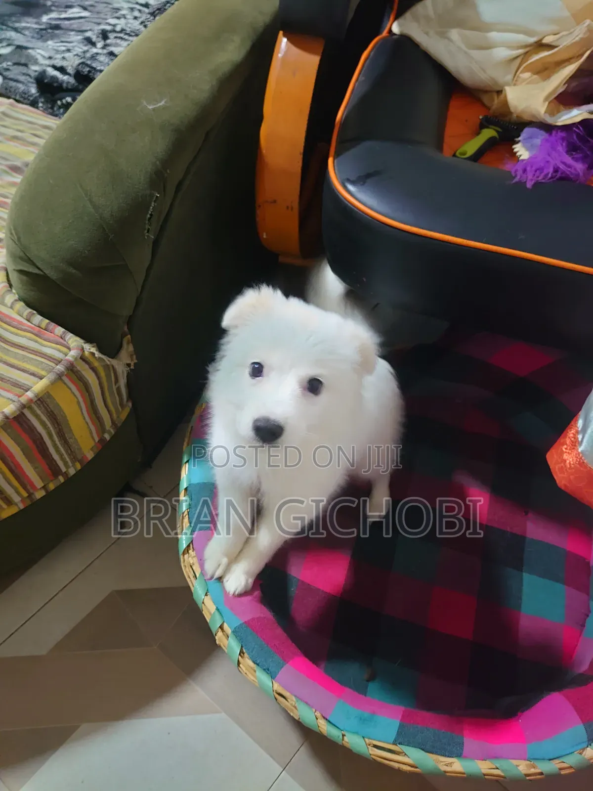 1-3 months Female Purebred Japanese Spitz