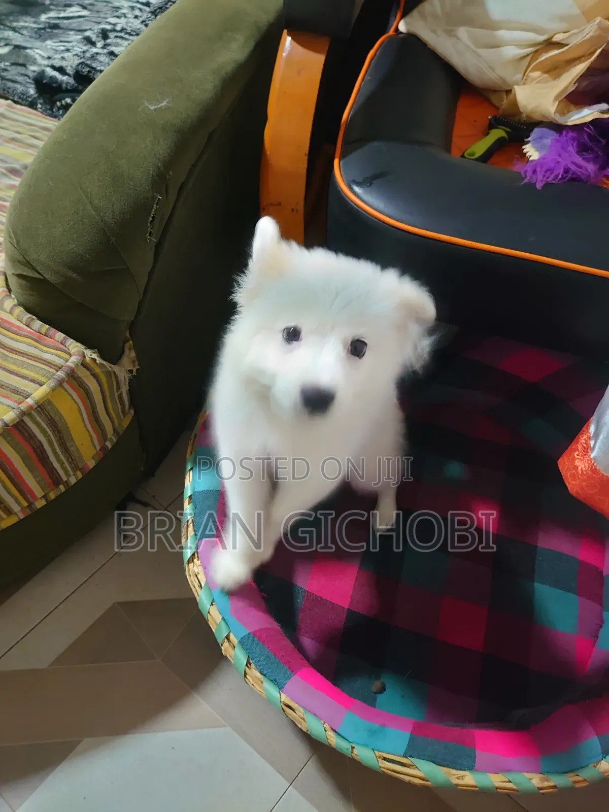 1-3 months Female Purebred Japanese Spitz