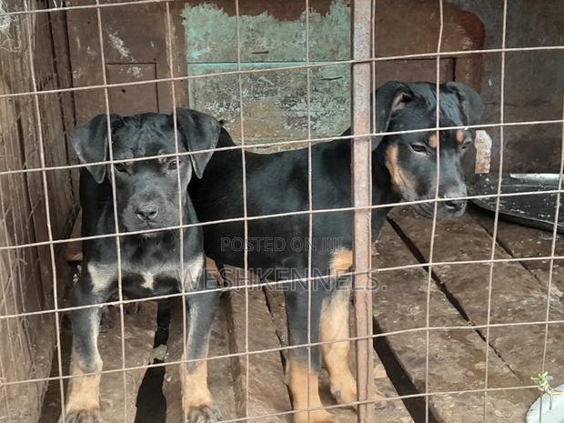 3-6 months Female Mixed Breed Rottweiler