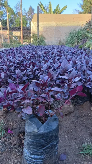 Little Ruby Plant