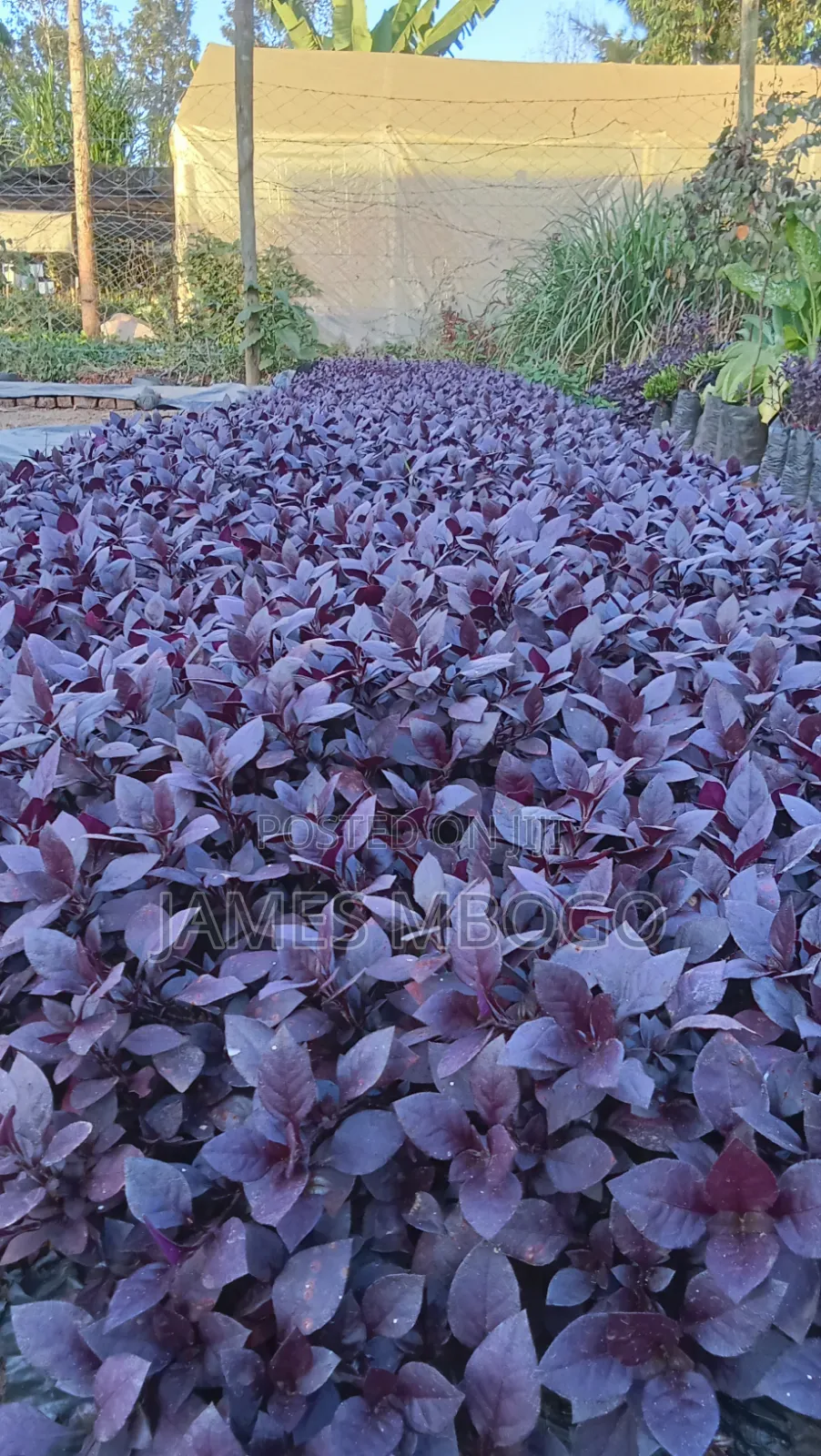 Little Ruby Plant