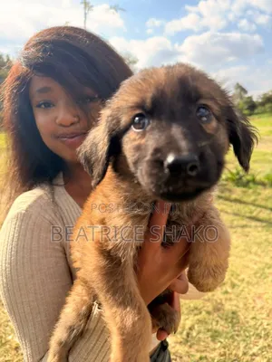 1-3 months Male Mixed Breed German Shepherd