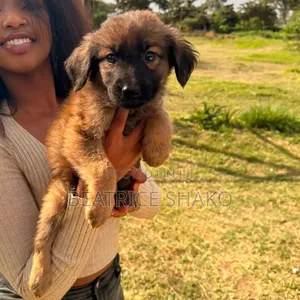 1-3 months Male Mixed Breed German Shepherd