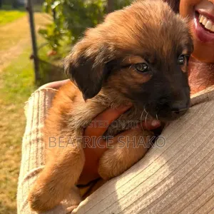 1-3 months Male Mixed Breed German Shepherd