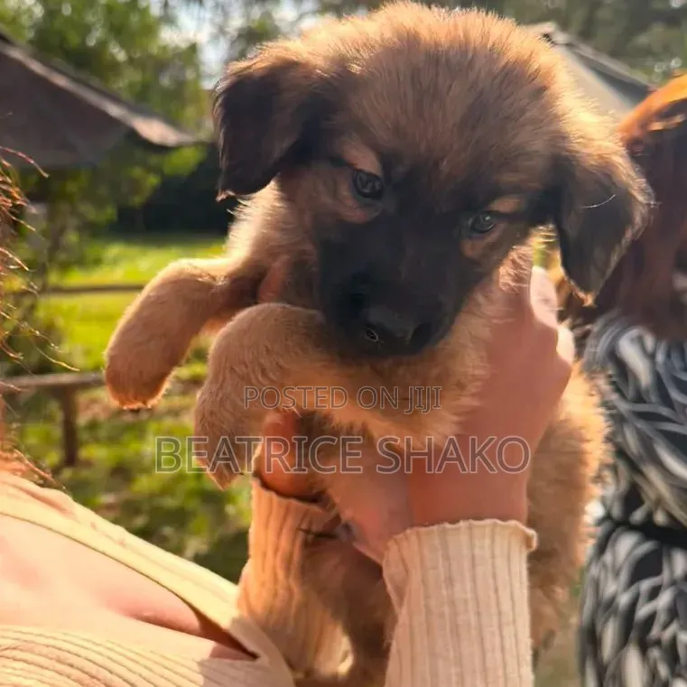 1-3 months Male Mixed Breed German Shepherd