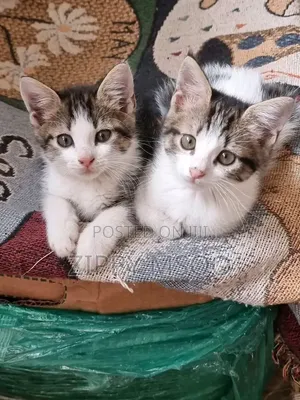 3-6 months Male Mixed Breed American Shorthair