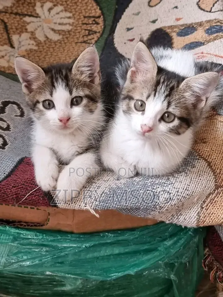 3-6 months Male Mixed Breed American Shorthair