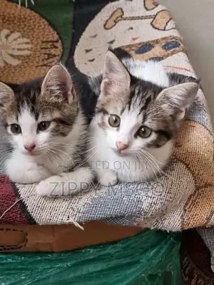 3-6 months Male Mixed Breed American Shorthair
