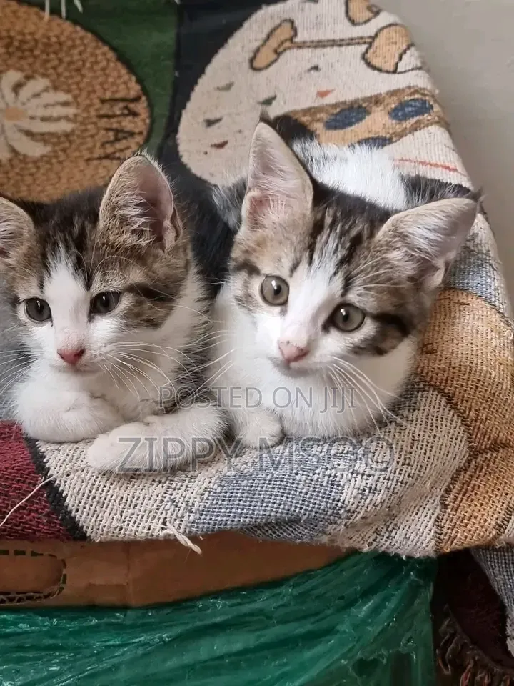 3-6 months Male Mixed Breed American Shorthair