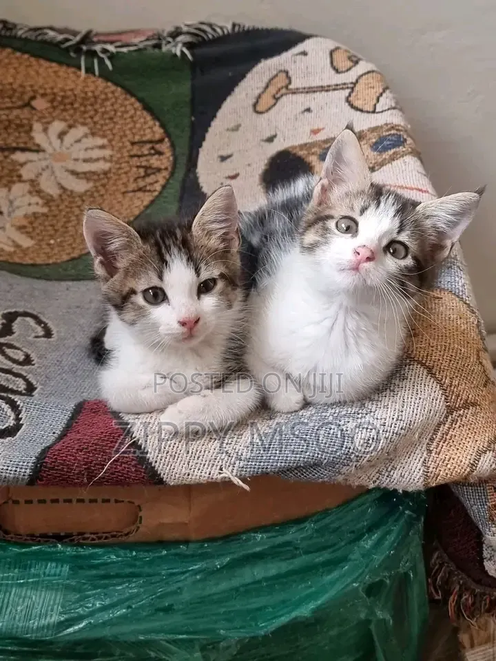 3-6 months Male Mixed Breed American Shorthair