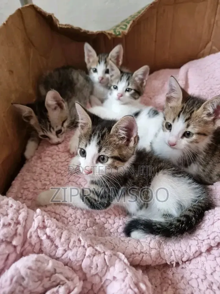 1-3 months Male Mixed Breed Tabby