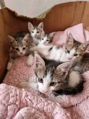1-3 months Male Mixed Breed Tabby