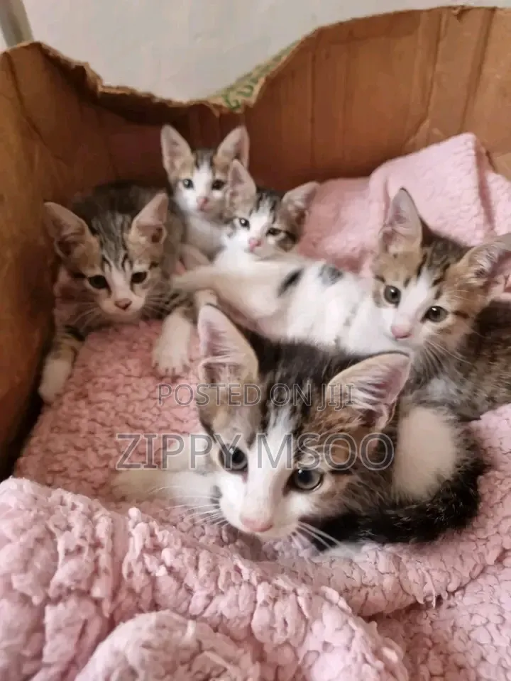 1-3 months Male Mixed Breed Tabby