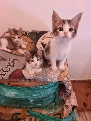 1-3 months Male Mixed Breed Tabby