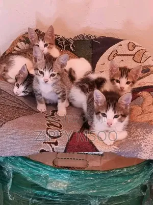 1-3 months Male Mixed Breed Tabby