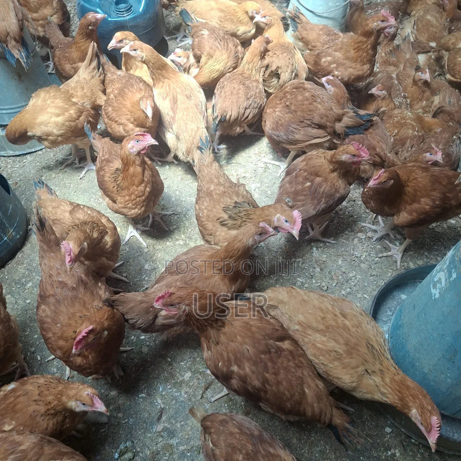 Improved Kienyenji Chicken for Sale