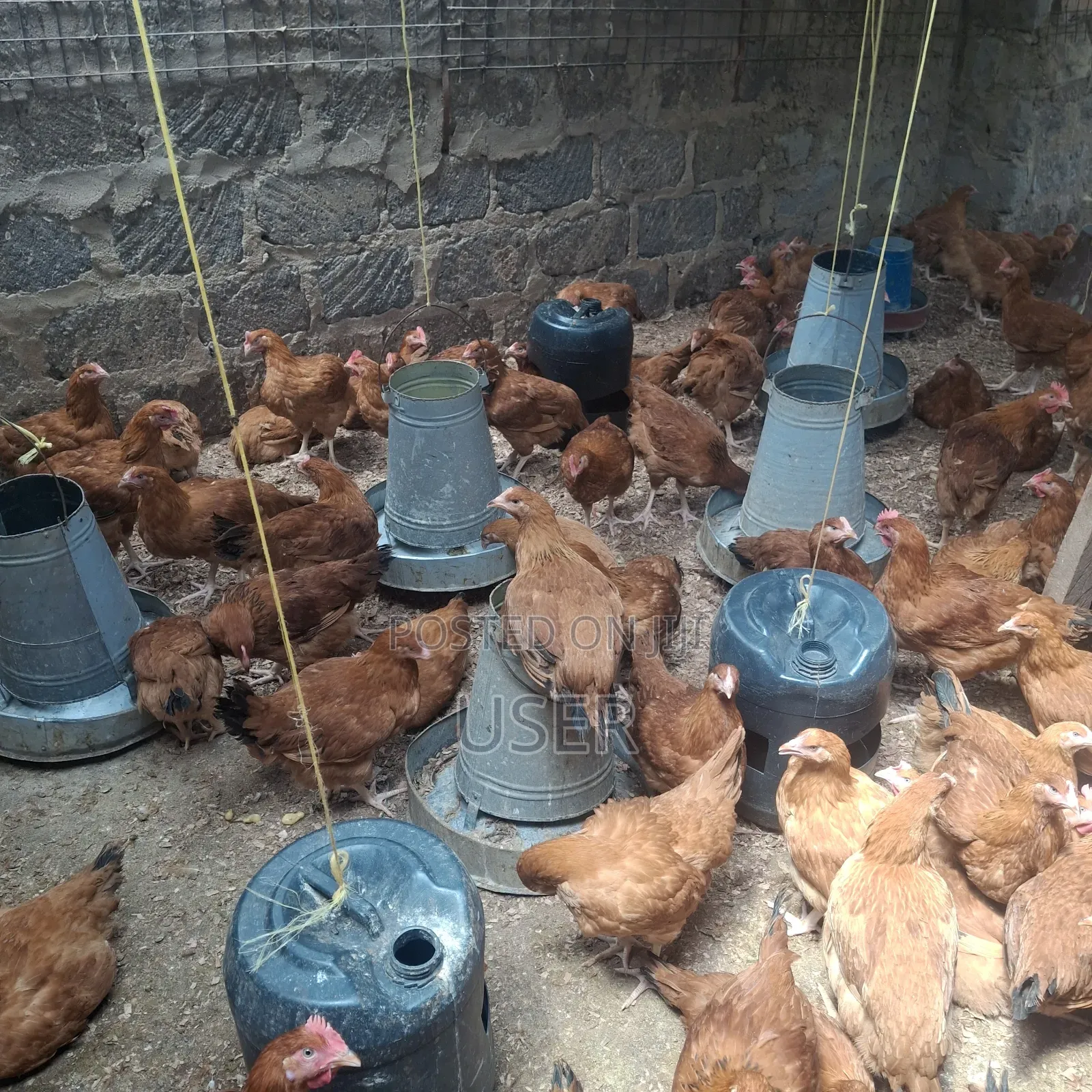 Improved Kienyenji Chicken for Sale