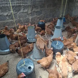 Improved Kienyenji Chicken for Sale