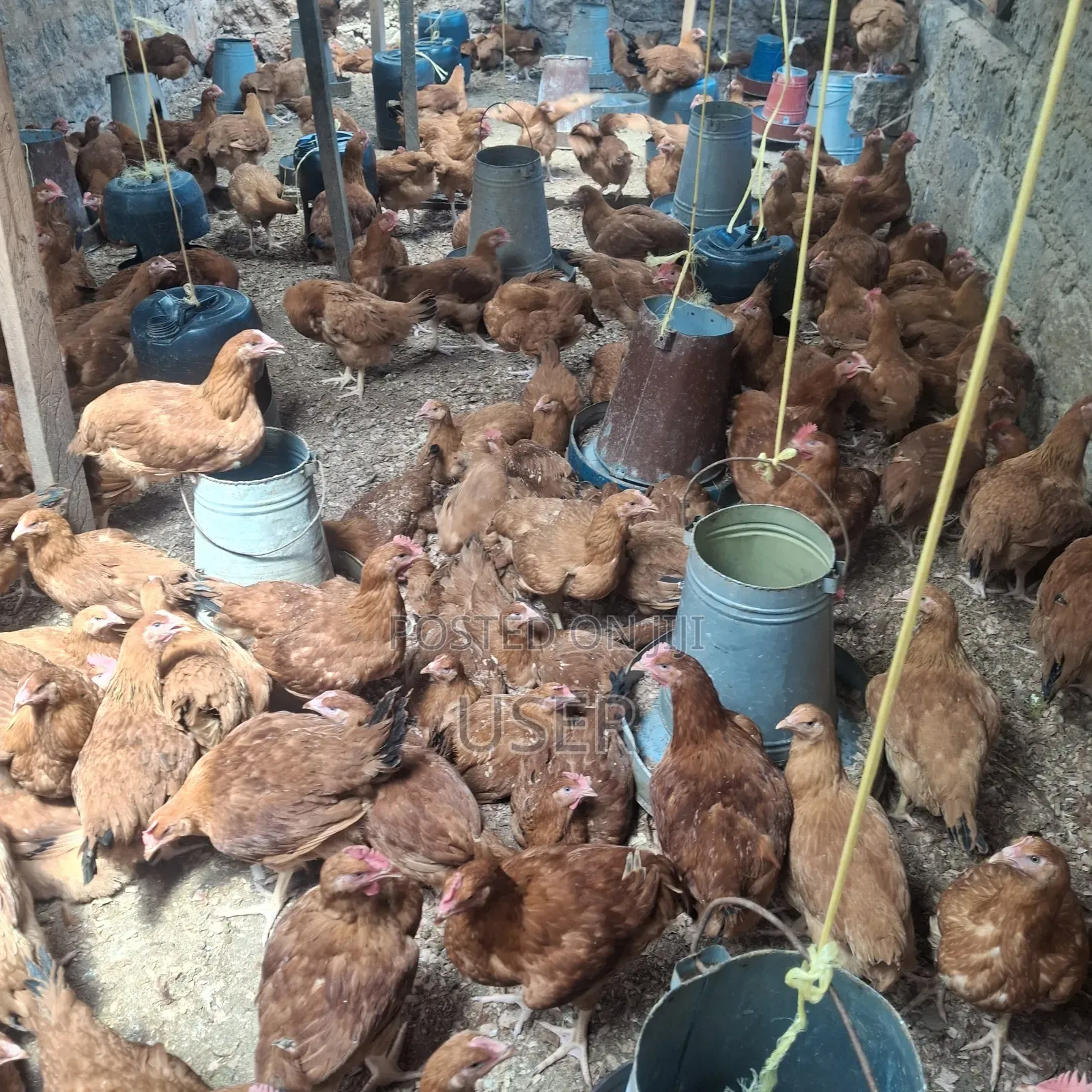 Improved Kienyenji Chicken for Sale