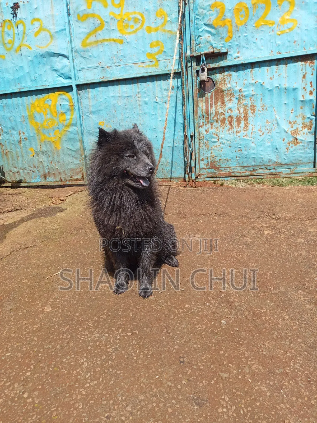 6-12 months Female Mixed Breed Chihuahua