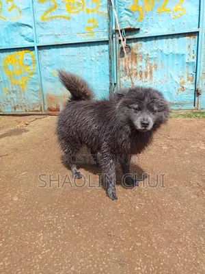6-12 months Female Mixed Breed Chihuahua