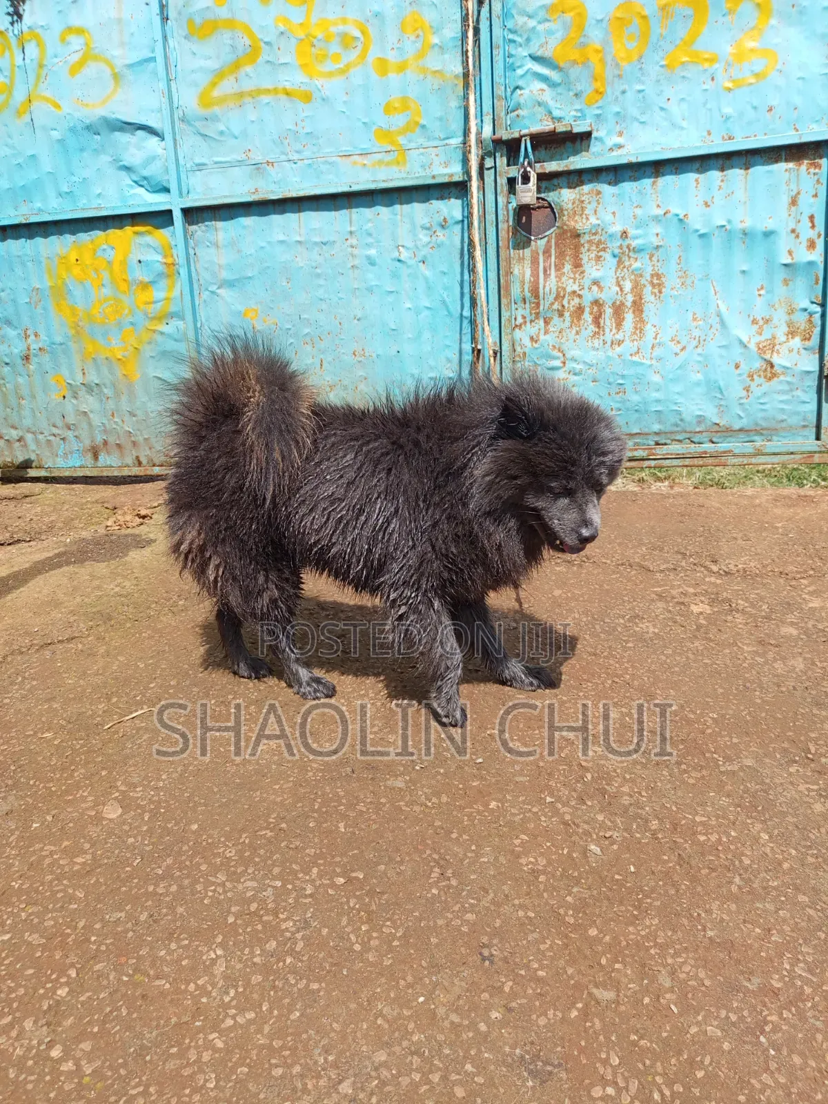 6-12 months Female Mixed Breed Chihuahua