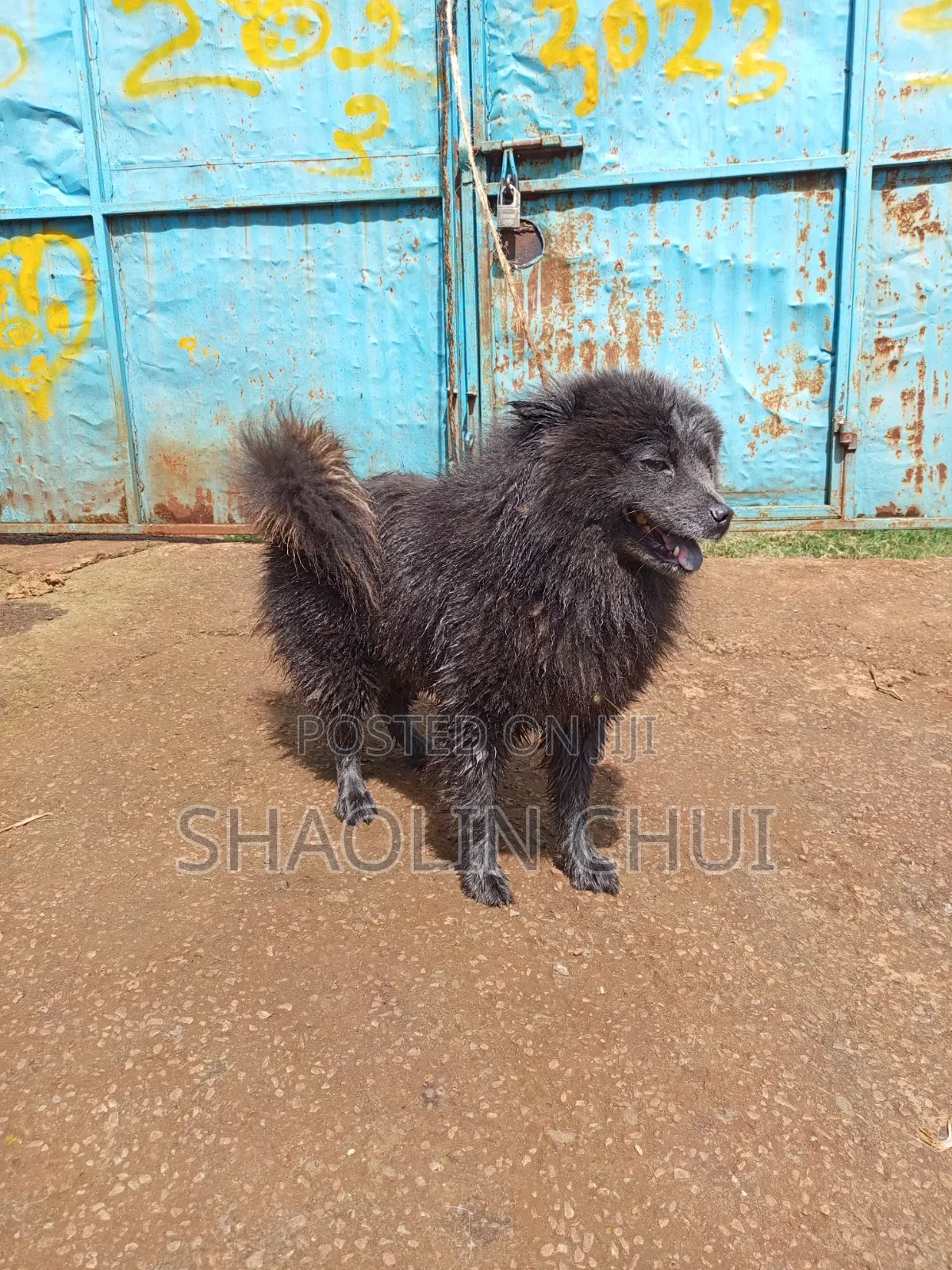 6-12 months Female Mixed Breed Chihuahua