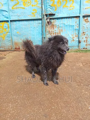 6-12 months Female Mixed Breed Chihuahua