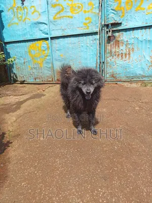 6-12 months Female Mixed Breed Chihuahua
