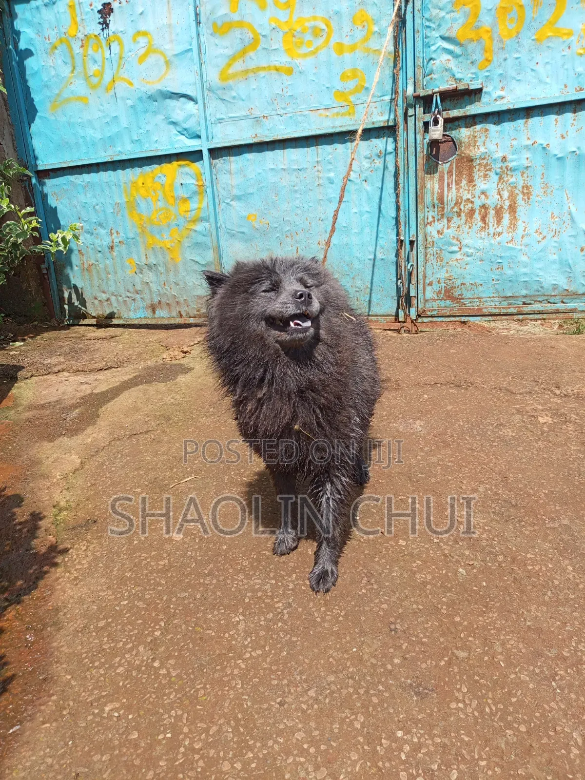 6-12 months Female Mixed Breed Chihuahua