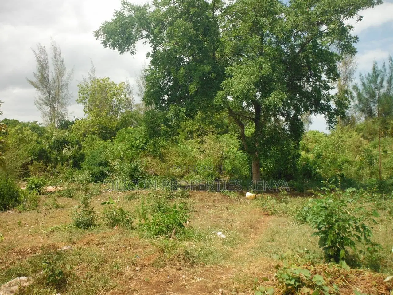 1 Acre for Sale in Msambweni - Just 2 Minutes From the Ocean!
