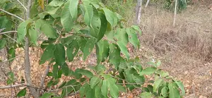 1 Acre for Sale in Matuga