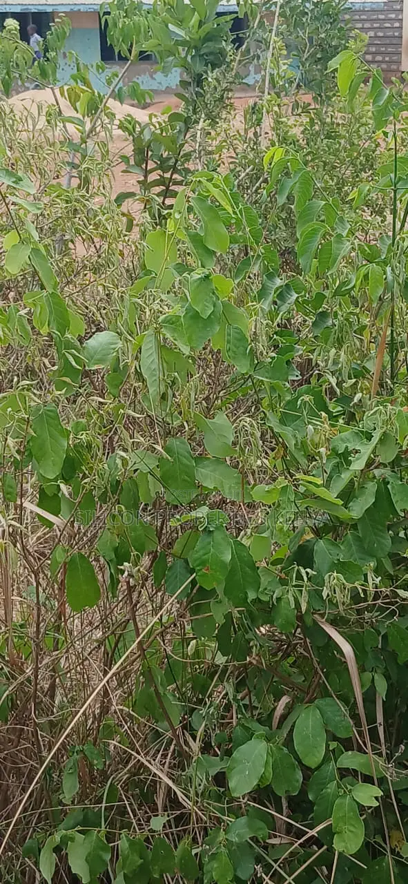 1 Acre for Sale in Matuga