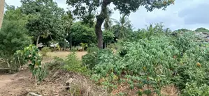 Another 1 Acre for Sale in Matuga