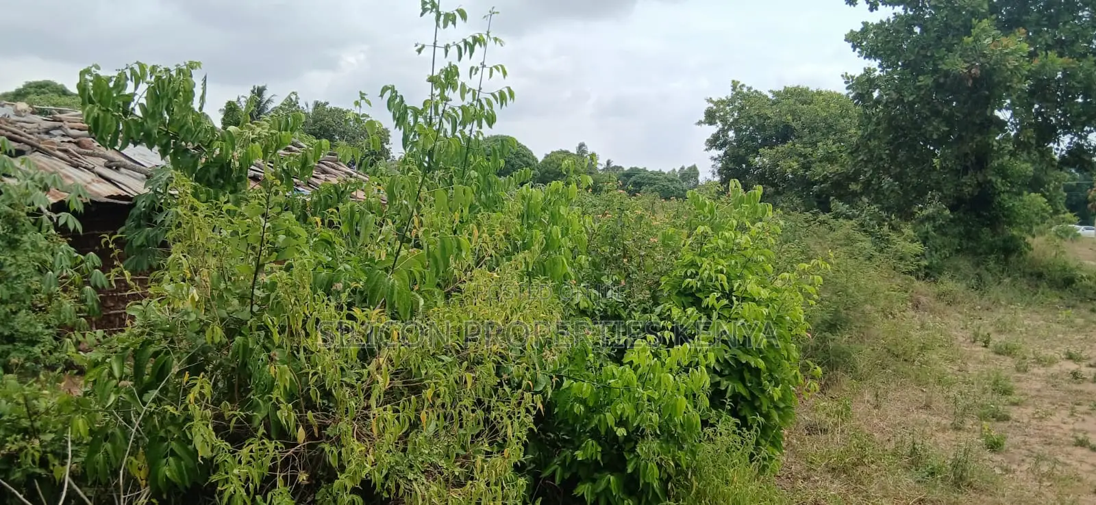 Another 1 Acre for Sale in Matuga
