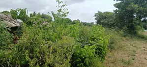 Another 1 Acre for Sale in Matuga