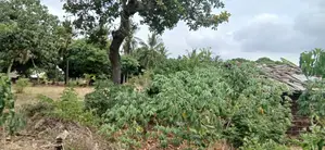 Another 1 Acre for Sale in Matuga