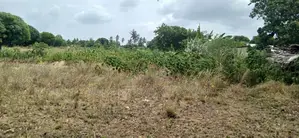 Another 1 Acre for Sale in Matuga