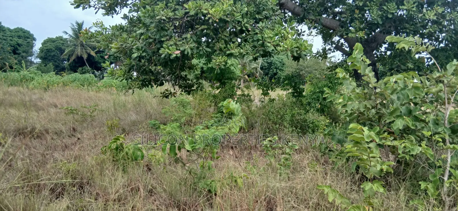Another 1 Acre for Sale in Matuga