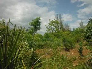 1 Acre for Sale in Msambweni
