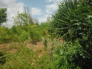 1 Acre for Sale in Msambweni