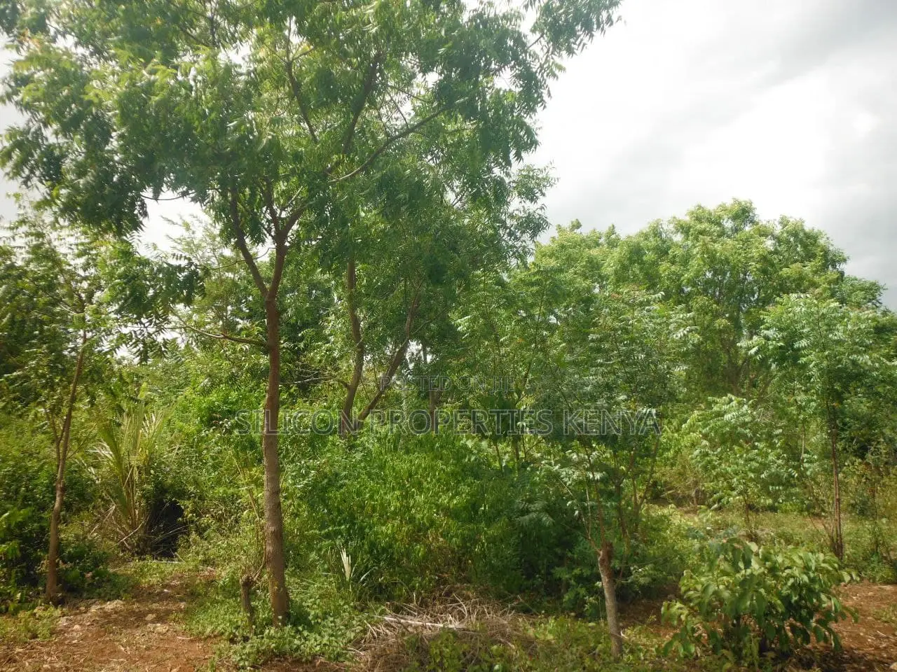 1 Acre for Sale in Msambweni