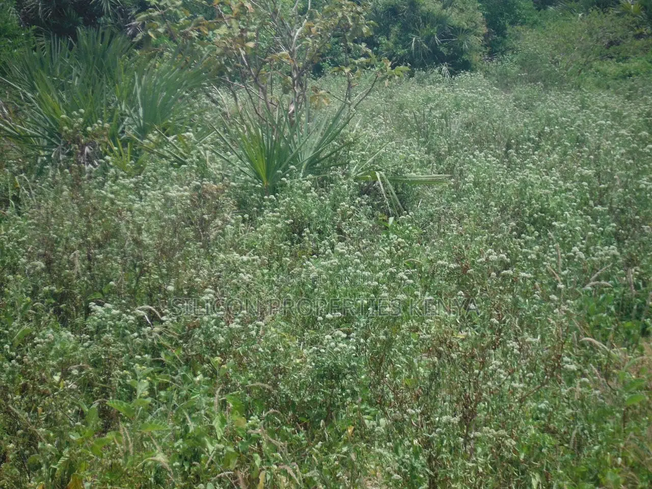 10 Acres for Sale in Ramisi
