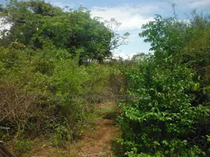 12 Acres for Sale in Msambweni